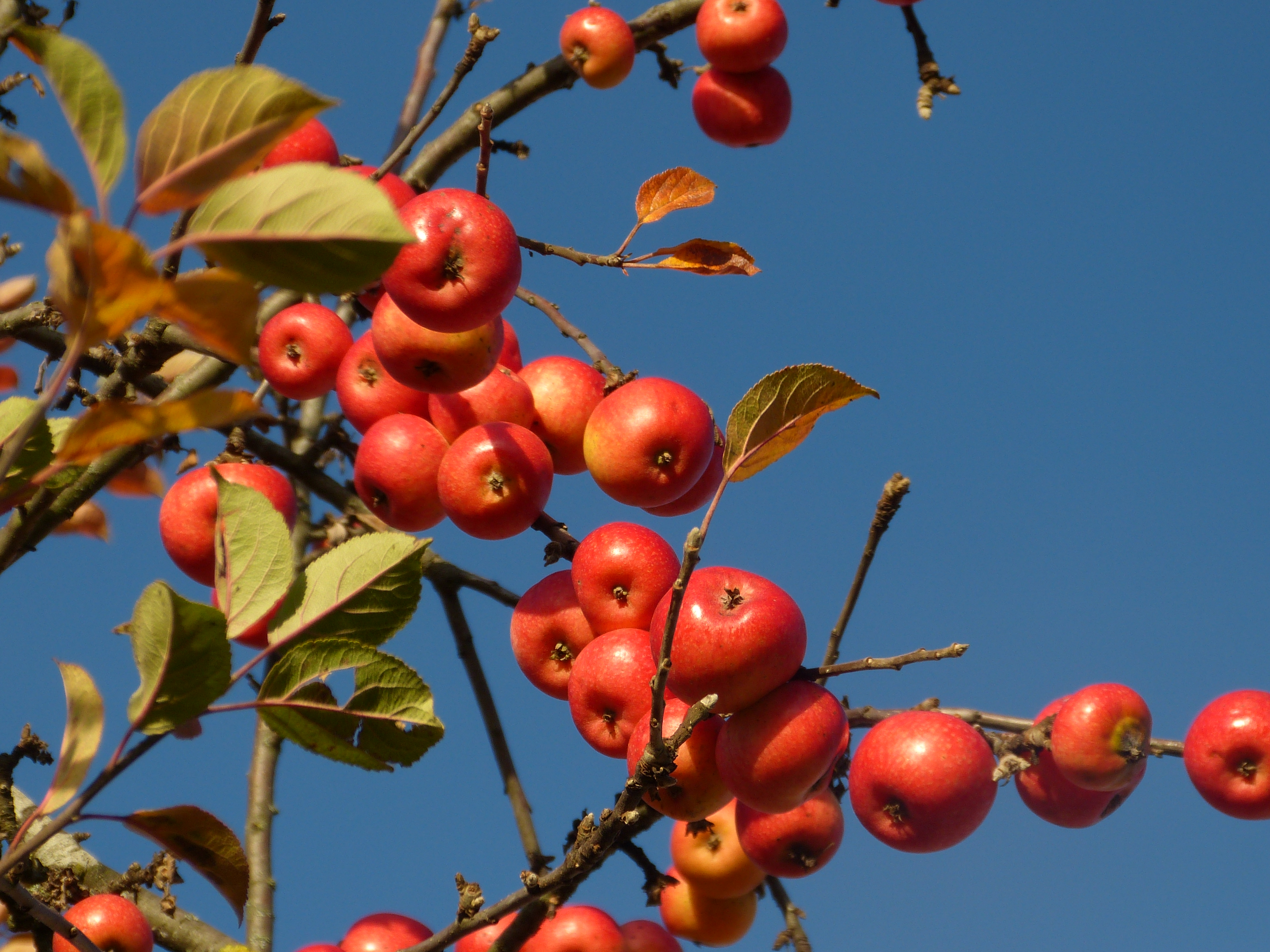 Apfelsorten-Ausstellung im Botanischen Obstlehrgarten