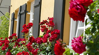 Sommer an der Tourist-Info Wemding