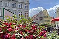 Fuchsienmarkt Wemding