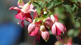 Fuchsienmarkt Wemding