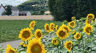 Sonnenblumenfeld vor dem Wennenberg