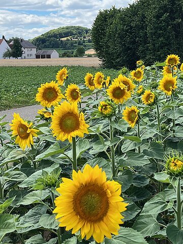 Wennenberg Sonnenblumenfeld vor dem Wennenberg