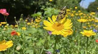 Ein Schmetterling sitzt auf einer farbenfroh blühenden Blumenwiese.