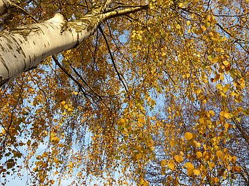 Herbstbaum