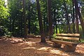 Ein idyllischer Platz im Wald mit einer Bank.