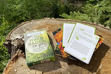 Eine Schachtel mit Anleitungen zum Waldbaden liegt auf einem Baumstumpf.