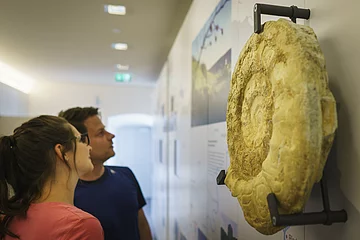 Eine Frau mit langen, braunen Haaren und ein braunhaariger Mann schauen sich interessiert eine Rekonstruktion eines Ammoniten in der Ausstellung im Informationszentrum im 1.Stock an.