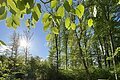 Eine Bank steht an einer Waldlichtung ringsherum mit frischen grünen Blättern