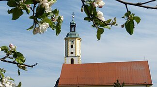 Obstbaumblüten blühen im Vordergrund. Im Hintergrund ist die Wallfahrtsbasilika Maria Brünnlein.