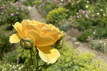 Gelb blühende Rosenblüte in einem Garten.