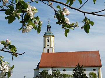 Obstbaumblüten blühen im Vordergrund. Im Hintergrund ist die Wallfahrtsbasilika Maria Brünnlein.