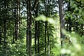 Zwei Freundinnen machen einen Spaziergang durch den Wald.
