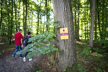 Ein wanderndes Paar ist im Wald auf dem Sagenweg unterwegs.