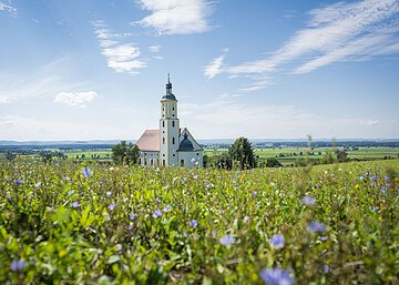 Wallfahrtsbasilika Maria Brünnlein mit einer blühenden Wiese im Vordergrund.