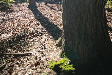 Zwei Personen liegen auf einer Liege im Wald.