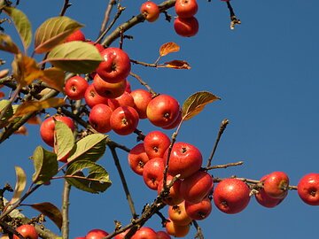 Herbstäpfel