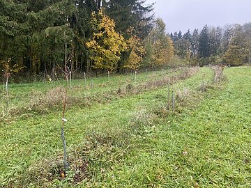 Familienwald Wemding