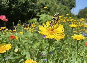 Ein Schmetterling sitzt auf einer farbenfroh blühenden Blumenwiese.