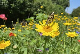 Ein Schmetterling sitzt auf einer farbenfroh blühenden Blumenwiese.