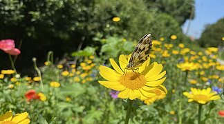 Ein Schmetterling sitzt auf einer farbenfroh blühenden Blumenwiese.