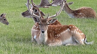 Wildgehege Wemding