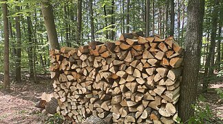 Holz