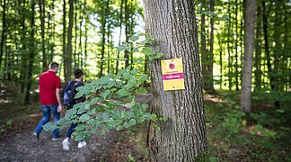Sagenweg Ein wanderndes Paar ist im Wald auf dem Sagenweg unterwegs.