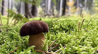 Pilz im Wald