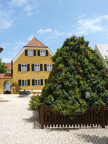 Fuchsienpyramide an der Tourist-Information