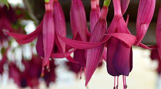 Fuchsienstadt Wemding