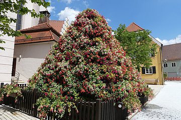 Fuchsienpyramide