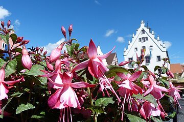 Fuchsien am Marktplatz Wemding