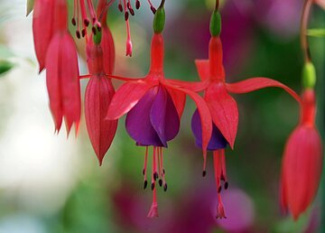 Fuchsie Fuchsien Wemding