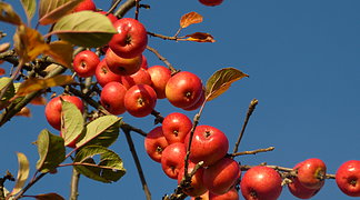 Herbstäpfel