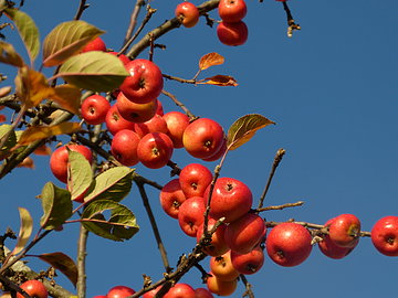 Herbstäpfel