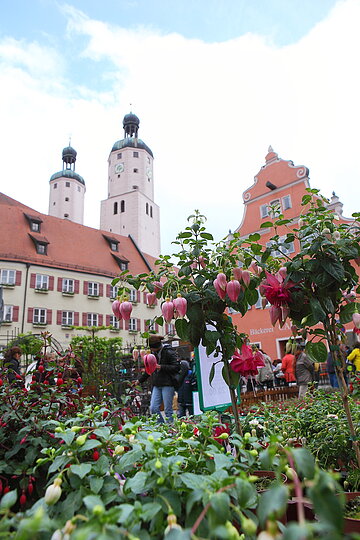 Fuchsienmarkt