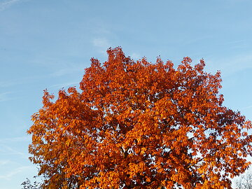 Herbst in Wemding
