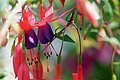 Fuchsien Wemding