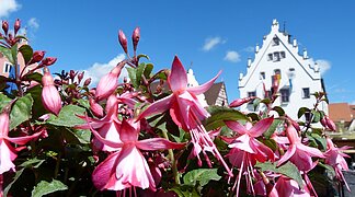 Fuchsien am Marktplatz Wemding