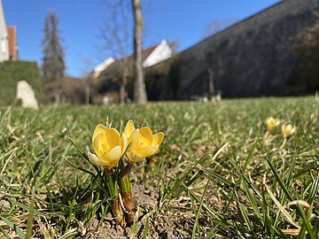 Pflanzaktion Frühlingsblüher