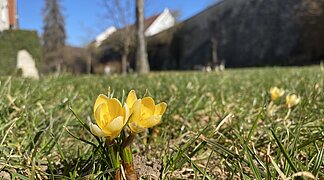 Pflanzaktion Frühlingsblüher